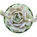 Echeveria Lola Succulent Plant in 4 Inch Planter Pot - Live Fresh Rosette Echeveria, Fully Rooted, Indoor/Outdoor Decor