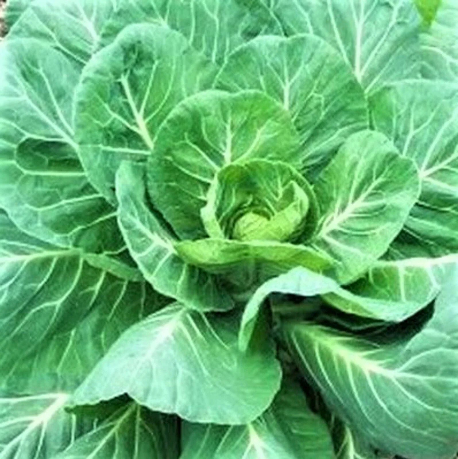 Georgia Southern Collard Seeds - 300+ Non-GMO Seeds - Heirloom Vegetable Seeds - Brassica oleracea var. acephala