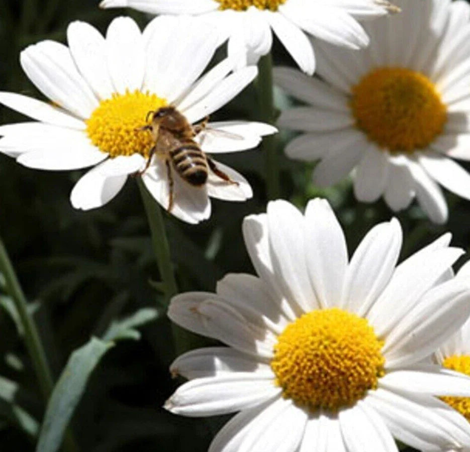 Ox Eye Daisy Seeds 1000+ Perennial Flower Garden Chrysanthemum Leucanthemum
