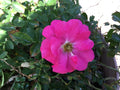 Wild Irish Rose Cuttings to Root - Rosa rugosa, Hardy Perennial, Fragrant Blooms, Easy to Grow, Ideal for Gardens