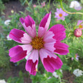Cosmos Seeds - 200+ Count - Seashells Variety - Cosmos bipinnatus - Ideal for Garden Planting - USA