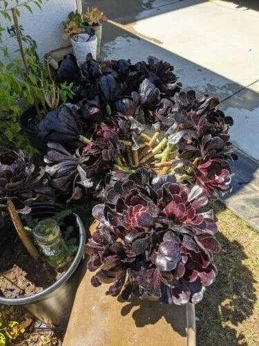 Healthy 8" Long Cuttings Black Rose Aeonium arboreum 'Schwarzkopf' - Succulent Plant for Home Decor or Gardening