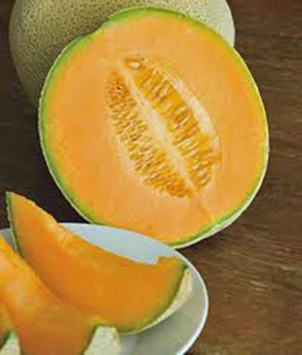 Cantaloupe Seeds - 100 Non-GMO Heirloom Hales Best Jumbo Melon Seeds - Organic Gardening