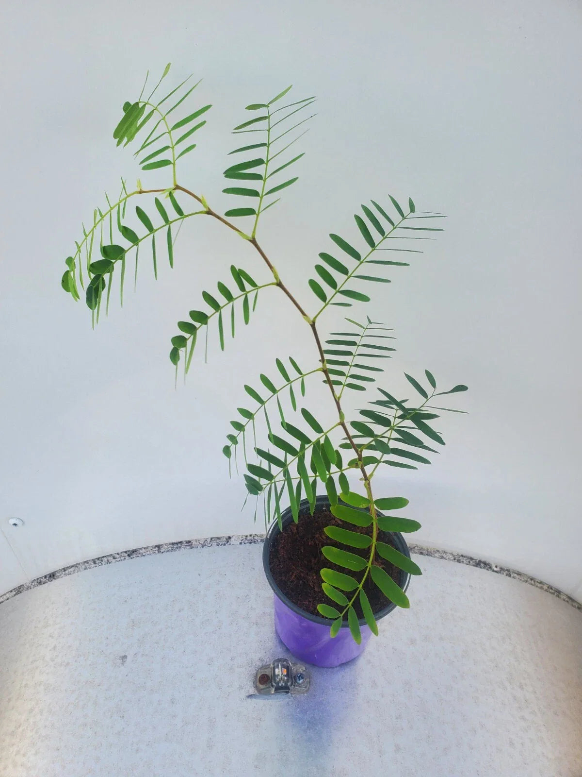 LIVE TAMARIND Tree Plant - Tropical Fruit Variety - Tamarindus indica by WSS
