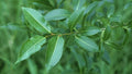 Bay Leaf Willow Cuttings - 4 Pack - Rare Willow Tree (Salix pentandra)
