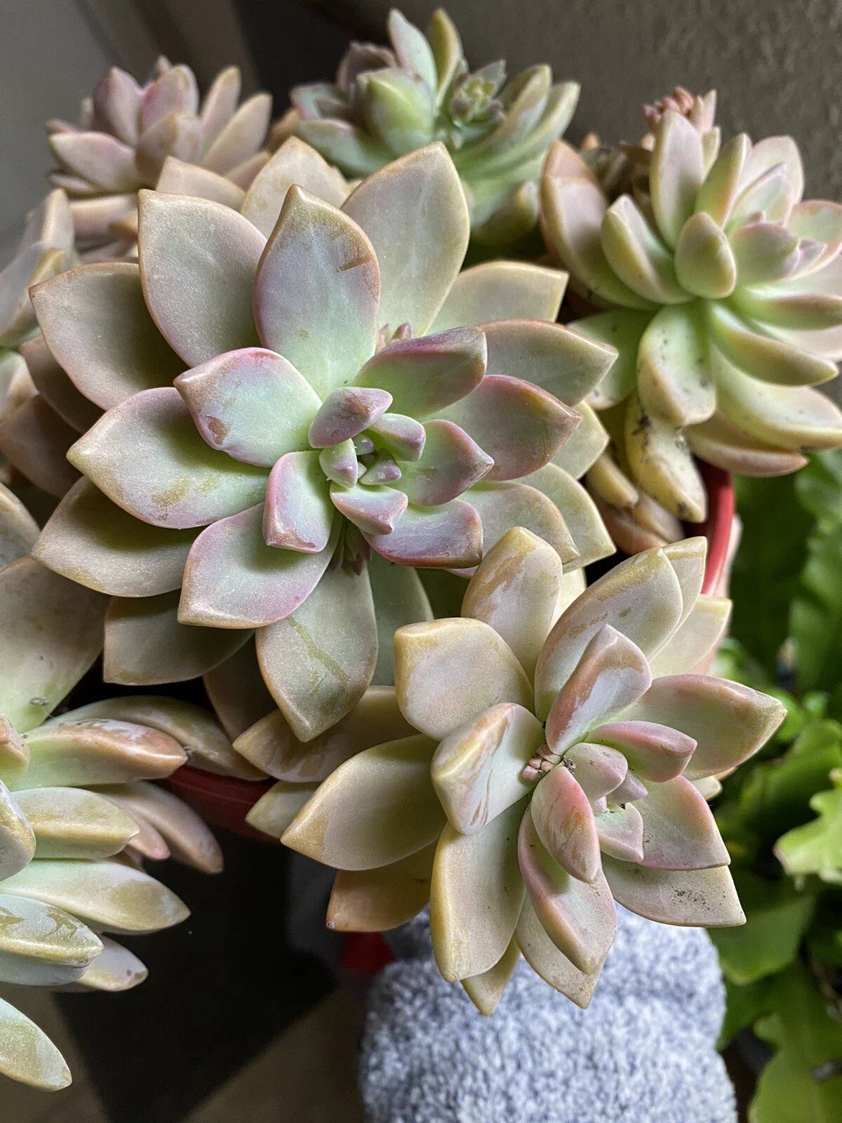 Graptopetalum Paraguayense Ghost Plant Succulent Cuttings - 6 Healthy Plants, Easy Care, Drought Tolerant