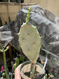 Opuntia Hybrid Cartwheel Prickly Pear Cactus 7" Tall - Unique Succulent Plant for Home Decor, Indoor Gardening