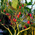 Tamarillo Tree Tomato Seeds – Fast Growing, High Yielding Variety – Solanum betaceum – 60+ lbs of Garden Fruit
