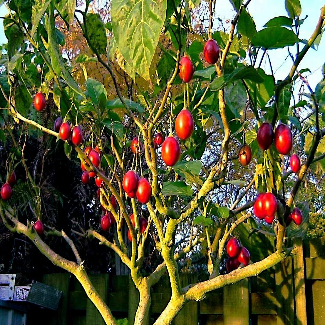 Tamarillo Tree Tomato Seeds – Fast Growing, High Yielding Variety – Solanum betaceum – 60+ lbs of Garden Fruit