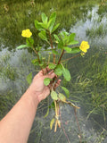Creeping Primrose Plant - 6 Fast Growing Floating Pond Plants - Ludwigia repens