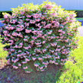 Weigela Florida Bush Seeds - 100+ Seeds - Old-Fashioned Pink & White Flower Shrub - USA