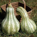 Cushaw Green Striped Pumpkin Seeds | Heirloom Non-GMO | Organic Vegetable Seeds | Cucurbita mixta