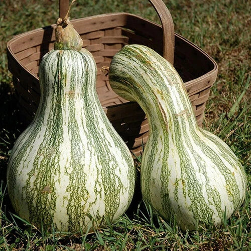 Cushaw Green Striped Pumpkin Seeds | Heirloom Non-GMO | Organic Vegetable Seeds | Cucurbita mixta