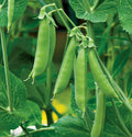 Sugar Daddy Snap Pea Seeds | Green Asian Chinese Snow Peas | 2025 Non-GMO Heirloom Seeds