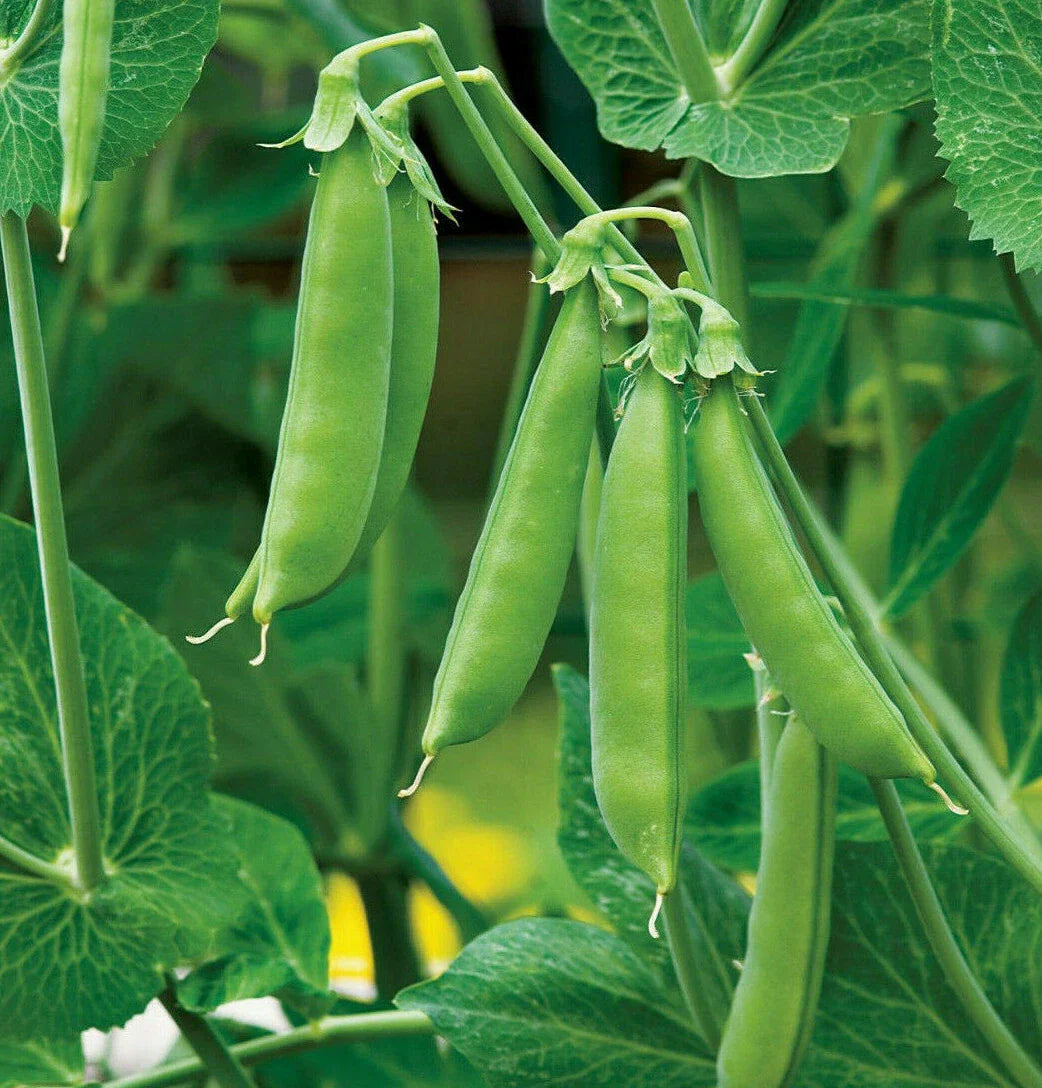 Sugar Daddy Snap Pea Seeds | Green Asian Chinese Snow Peas | 2025 Non-GMO Heirloom Seeds