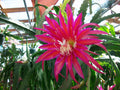 Epiphyllum Orchid Cactus Cutting - "Shimmer" Variety - Tropical Houseplant - Perfect for Indoor Gardens