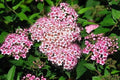 Dwarf Pink Spiraea Seeds - 100 Perennial Flowering Shrub Seeds - Spiraea japonica - USA Seller
