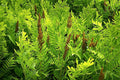 Royal Fern Seeds 1000 Spores Hardy Zone 3-9 Osmunda regalis Maries Green Garden