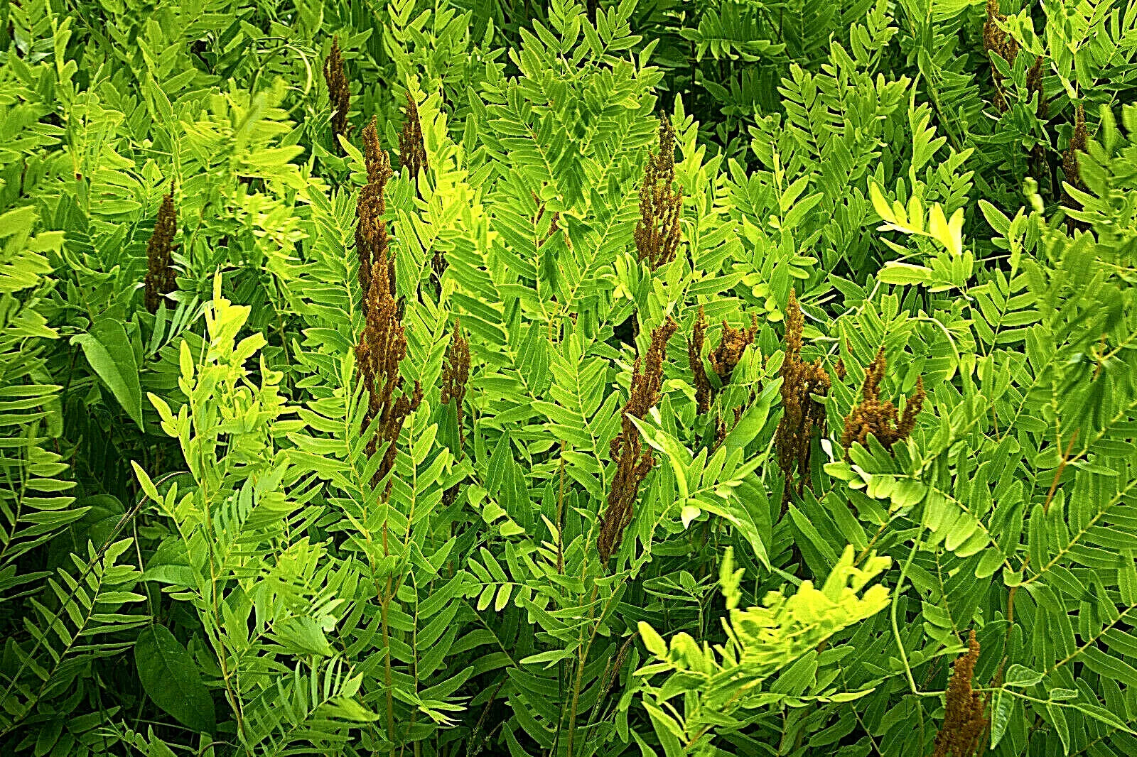 Royal Fern Seeds 1000 Spores Hardy Zone 3-9 Osmunda regalis Maries Green Garden