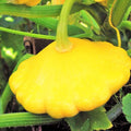 Sunburst Yellow Patty Pan Seeds - Bush Scallop Squash - Ideal for 2025 Planting - Heirloom Vegetable Garden Seeds