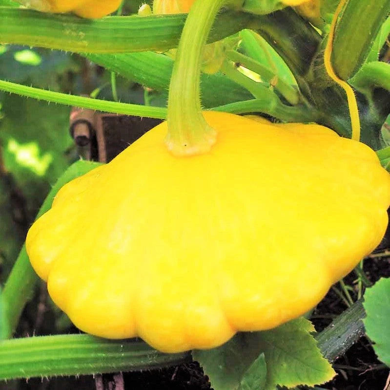Sunburst Yellow Patty Pan Seeds - Bush Scallop Squash - Ideal for 2025 Planting - Heirloom Vegetable Garden Seeds