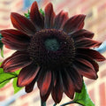Chocolate Cherry Sunflower Seeds - Heirloom Organic NON-GMO - 100+ Seeds - Helianthus annuus