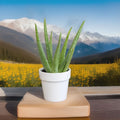 Fuji Aloe Vera Plants - 2 Ready to Plant Indoor/Outdoor Succulents - Medicinal & Cosmetic Benefits (Aloe barbadensis miller)