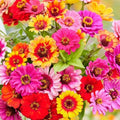 Zinnia Seeds - 200 Non-GMO Seeds - CAROUSEL MIX Carnival Colors - Heirloom Variety - Large 4" Blooms - Easy to Grow