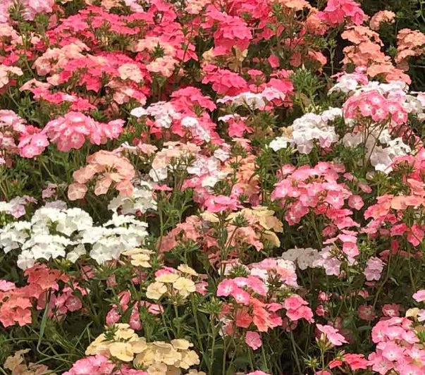Phlox Seeds - 400 Non-GMO Heirloom Spring Blooms - Pastel Colors - Native USA - Full Sun - Vibrant Garden Flowers