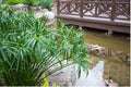 Umbrella Palm Seeds - 100+ Count - Cyperus Alternifolius - Free Shipping - US Seller