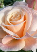 Oh Happy Day Hybrid Tea Rose Cuttings - 4 Live Cuttings - Large Blooms - Rosa Hybrid