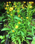 Tarragon Seeds - 200 Organic French Tarragon Seeds (Artemisia dracunculus) - Culinary Herb for Cooking and Gardening