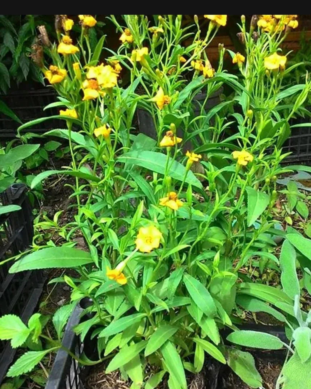 Tarragon Seeds - 200 Organic French Tarragon Seeds (Artemisia dracunculus) - Culinary Herb for Cooking and Gardening