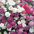 Dwarf Candytuft Seeds, Fairy Mix, 50+ Seeds, Pink, Lavender, White Flowers, Iberis umbellata
