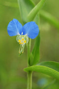 Dayflower Spiderwort Cuttings (10) - Orchid-like Blooms - Tradescantia cerinthoides