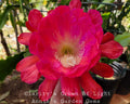 Epiphyllum Unrooted Cuttings 8-10 Inches Clarity's Crown of Light (Epiphyllum oxypetalum)