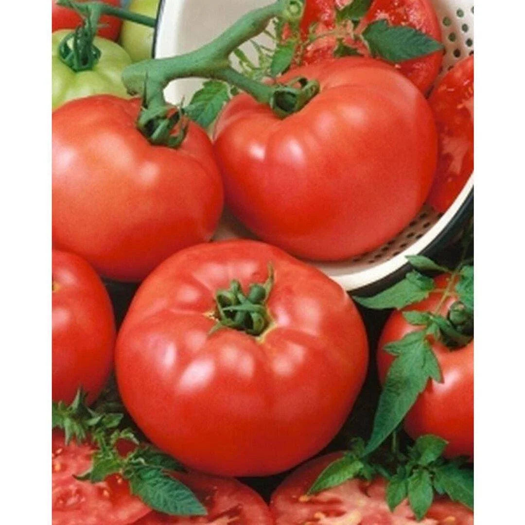 Tomato Seeds 1000 Count Brandymaster F1 Hybrid Beefsteak Shiny Red Firm Juicy 10-16 oz (Solanum lycopersicum)