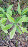 Water Oak Seedlings 10"-1ft Live Plants Quercus nigra 5-Pack