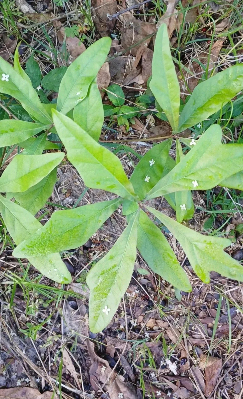 Water Oak Seedlings 10"-1ft Live Plants Quercus nigra 5-Pack