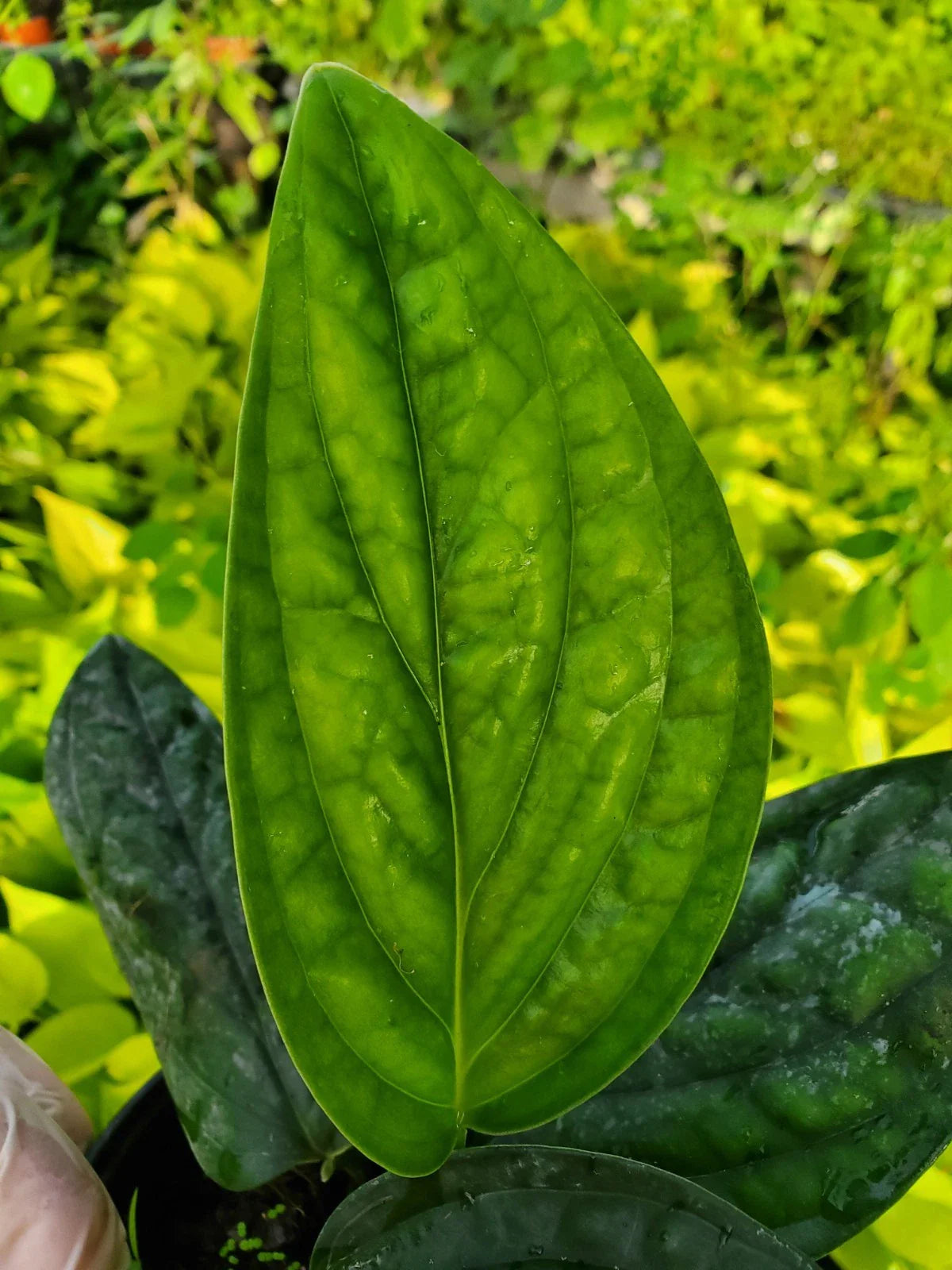 Monstera Peru Live Plant in 4" Pot - Well Rooted Green Galaxy - Tropical Indoor Plant - Monstera karstenianum