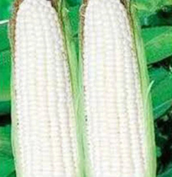 White Corn Seeds, Stowell's Evergreen Heirloom, 20+ Seeds, Delicious Sweet Corn (Zea mays)