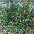Corkscrew Rush Seeds - Juncus effusus 'Spiralis' - 5 Pack - Unique Spiral Foliage for Aquatic Gardens
