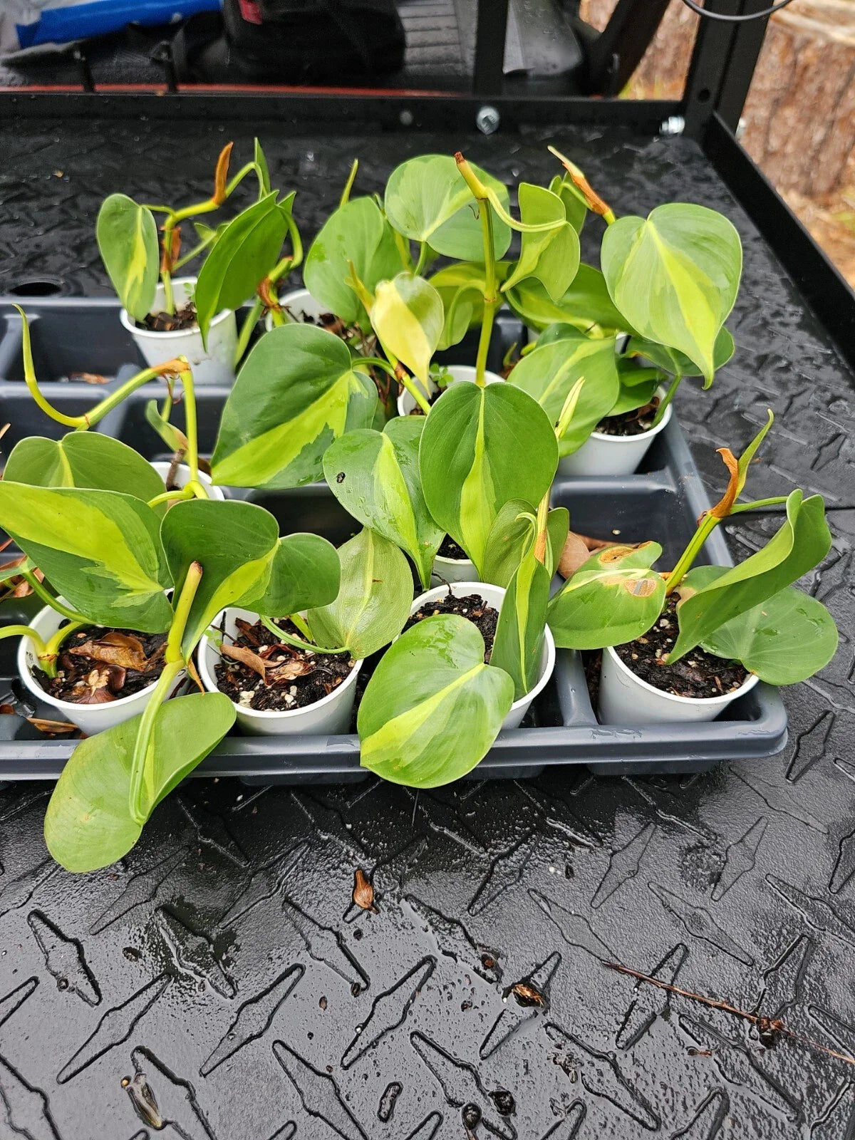 Brazilian Pothos Plant 4" Pot Variegated Hederaceum Brasil Cordatum Live Plant