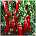 Sweet Marconi Red Pepper Seeds | 30 Organic Heirloom Seeds | Capsicum annuum | Large, Sweet Flavor for Fresh Eating or Frying