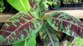Live Banana Plant - Musa 'Zebrina' - Ornamental Foliage with Striking Variegation - Houseplant