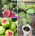 Ruby Red Guava Tree 12-15" Tropical Live Plant, Ready to Plant - Psidium guajava