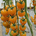 Yellow Cherry Tomato Seeds - 100pcs Heirloom, Non-GMO, Super Sweet, Patio Choice - Solanum lycopersicum