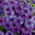 Intensia Blueberry Phlox - 100 Seeds for Garden Planting - Phlox paniculata - USA Grown, Free Shipping