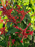 Red Odontonema Cuspidatum Firespike Plant - Rooted Starter - Cardinal’s Guard - Pollinator Friendly