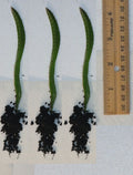 Rooted Yellow Dragon Fruit Seedlings - Cactus - 4 Inch - Hylocereus undatus